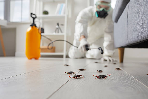 Commercial Kitchen Cockroach Control in Corning